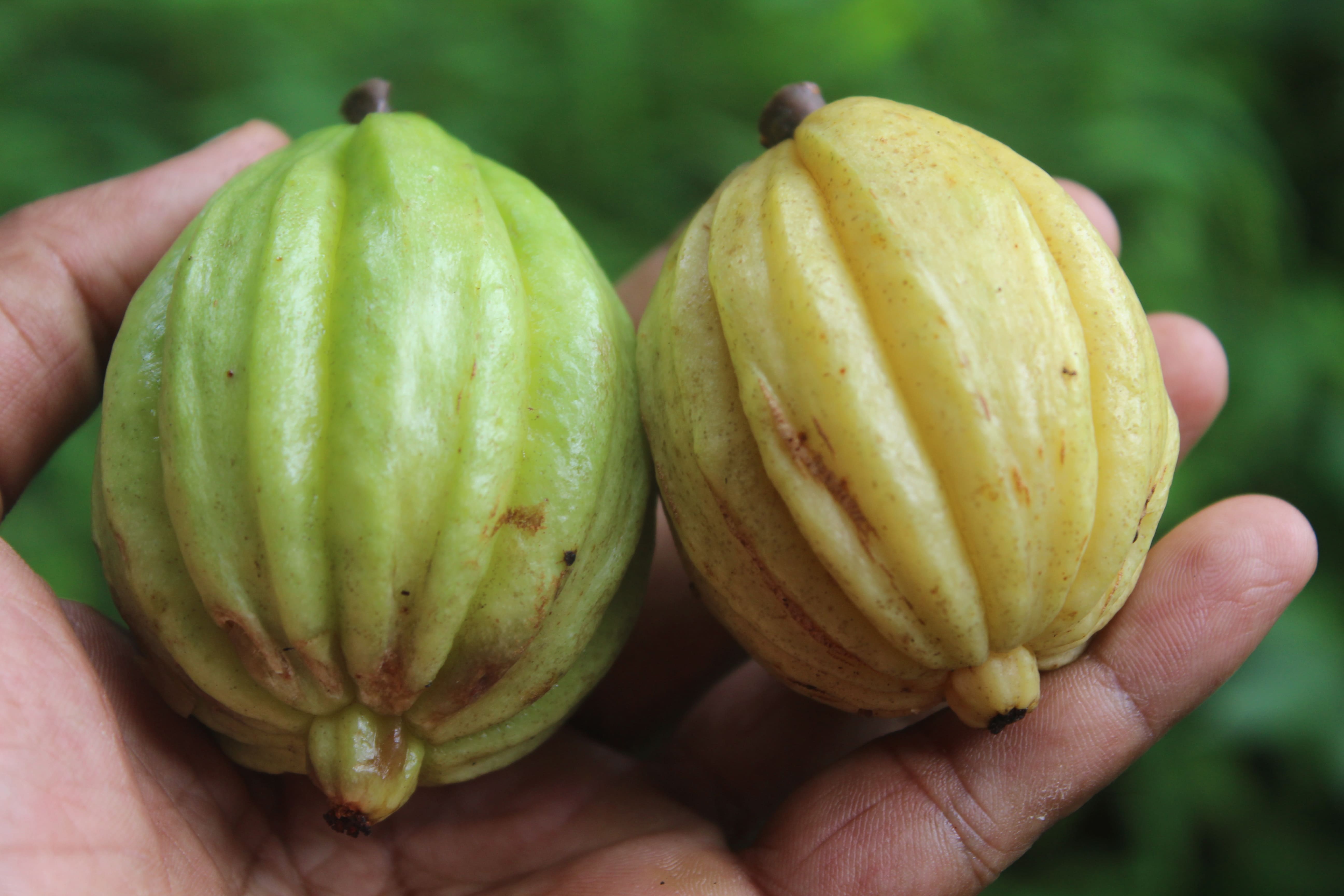 Garcinia