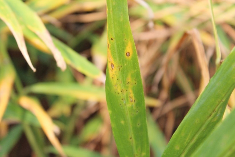 Early symptoms of Pyricularia leaf blast on ginger