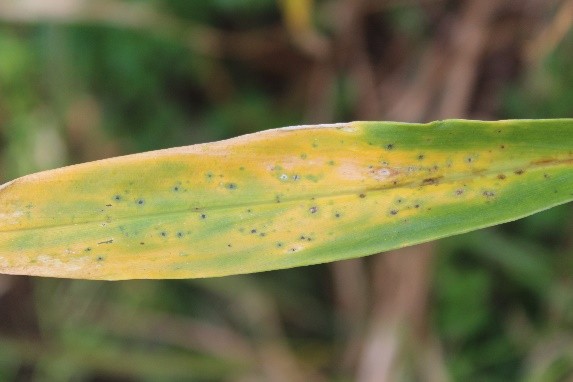 Advanced Pyricularia infection on ginger foliage