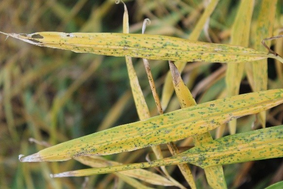 Field-level Pyricularia blast incidence in ginger